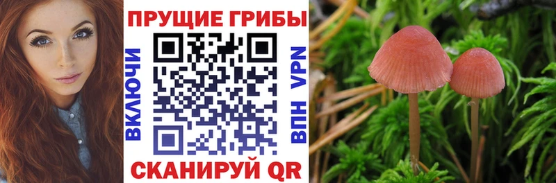 Купить где  Пионерский  Псилоцибиновые грибы Psilocybe 